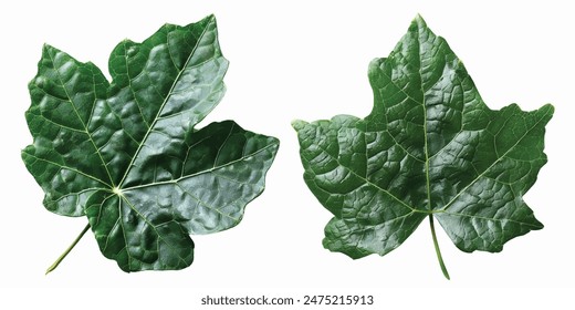 Ivy leaf isolated on white background