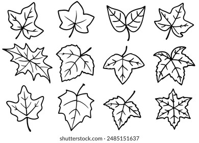 Ivy leaf line art design illustration botanical art