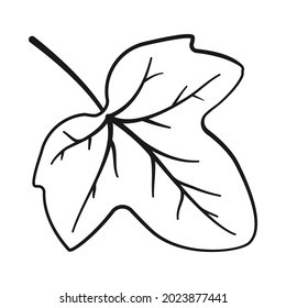 Ivy leaf in outline vector icon