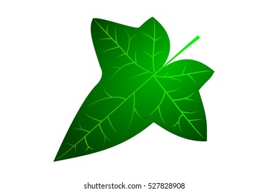 Ivy, Ivy Leaf, Vector,