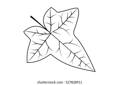 Ivy, Ivy Leaf, Vector,