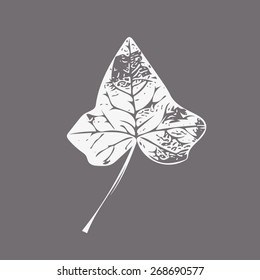 Ivy leaf vector illustration, isolated, eps 10, bio leaf, suitable for garden botanic logo
