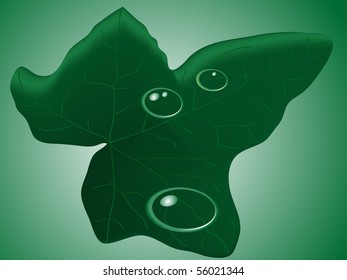 Ivy leaf with the waterdrops