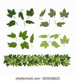 Ivy leaves, and green liana border, isolated on white background. Vector illustration in flat cartoon style.