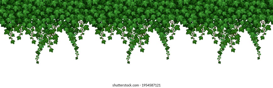 Ivy leaves seamless pattern. Green foliage texture with leaves and climbing branches on white background.  Natural plant wall. Vector illustration