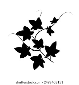 Ivy leaves silhouette. Botanical vector. Black and white. Nature element.