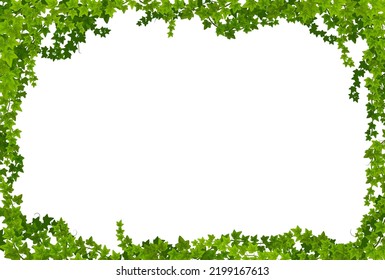 Ivy lianas frame with green leaves vector borders. Climbing plant or creeper vines with liana branches and green foliage. Evergreen hedera helix or garden ivy floral border rectangular frame