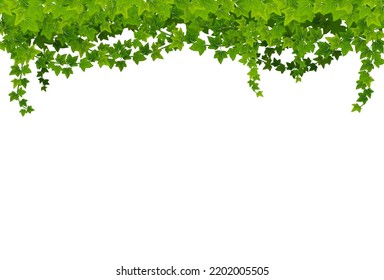 Ivy lianas with green leaves, vector background with climbing vines frame. Creeper bindweed or grapes plant hang from garden wall. Decorative floral border, isolated hanging ivy branches