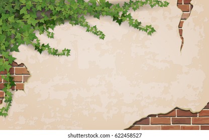 Ivy on weathered wall background with brick masonry.  Vector realistic illustration.