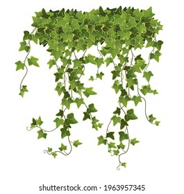 Ivy plant branch cartoon vector illustration. Сlimbing vine. 