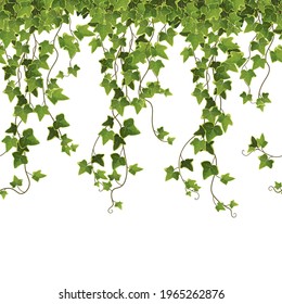 Ivy plant branch cartoon vector illustration. Сlimbing vine. 