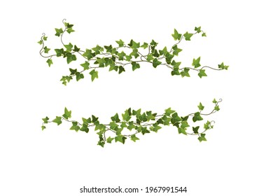 Ivy plant branch cartoon vector illustration. Сlimbing vine. 
