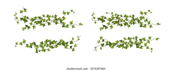 Ivy plant branch cartoon vector illustration. Сlimbing vine. 