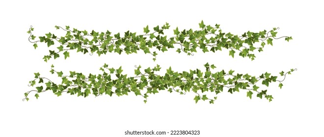 Ivy plant branch cartoon vector illustration. Сlimbing vine. 