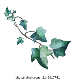 ivy plant with creeping branches, botanical illustration, vector