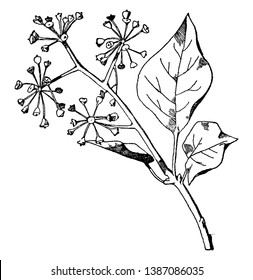 Ivy Spray has elliptic tapering leaves that are apparent after blooming, vintage line drawing or engraving illustration.