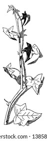 Ivy Spray has lanceolate leaves, vintage line drawing or engraving illustration.