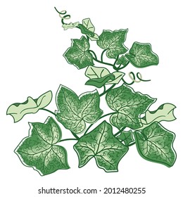 Ivy sprig flat color illustration.Realistic plant with stems and leaves.Vector botanical design isolated on white .Decorative element for creating postcards, banners,fashionable print,poster,flyer.