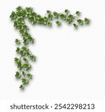 Ivy vine corner with lush green leaves. Hedera trailing branch isolated on a grey background. Vector illustration.