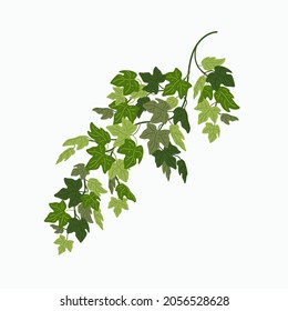 Viña de marfil, hojas verdes de una planta perpendicular aisladas en fondo blanco. Ilustración vectorial al estilo de las caricaturas planas.