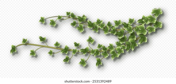 Ivy vine with lush green leaves. Hedera trailing branch isolated on a grey background. Vector illustration.