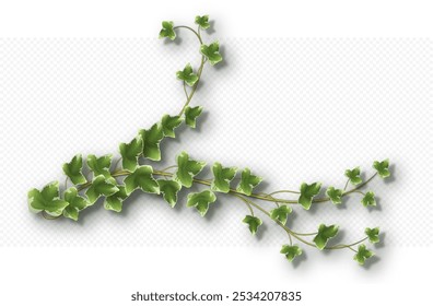 Ivy vine with lush green leaves. Hedera trailing branch isolated on a grey background. Vector illustration.