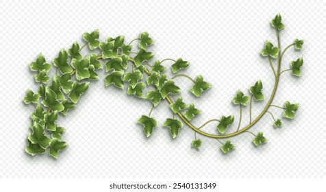 Ivy vine with lush green leaves. Hedera trailing branch isolated on a grey background. Vector illustration.