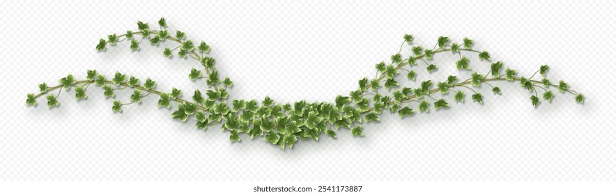 Ivy vine with lush green leaves. Hedera trailing branch isolated on a grey background. Vector illustration.