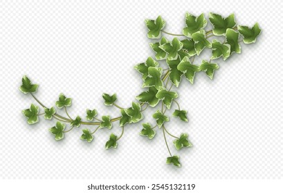 Ivy vine with lush green leaves. Hedera trailing branch isolated on a grey background. Vector illustration.