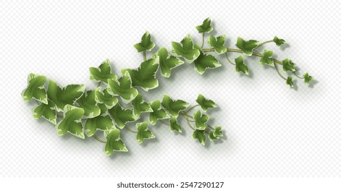 Ivy vine with lush green leaves. Hedera trailing branch isolated on a grey background. Vector illustration.