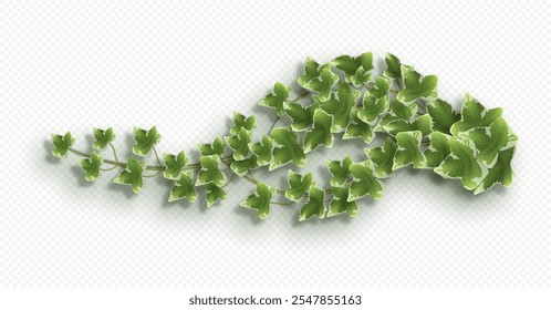 Ivy vine with lush green leaves. Hedera trailing branch isolated on a grey background. Vector illustration.
