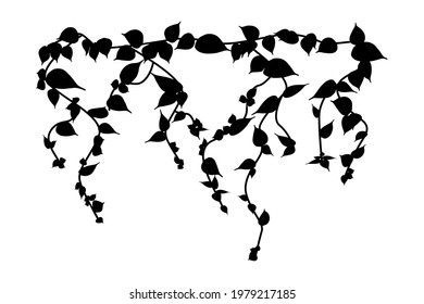 Ivy vine silhouette isolated on white background. Vine plant. Black hanging vine with leaves. Spring or nature plant design. Flat leaves hanging down. Floral pattern. Stock vector illustration