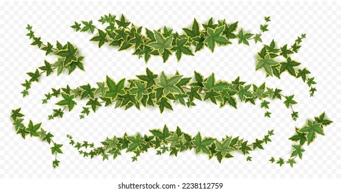 Ivy vines, creeper branches with green leaves. Horizontal borders, divider and corners of greenery climbing plants, bindweed twigs isolated on transparent background, vector realistic set