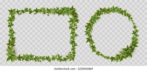 Ivy vines frames. Rectangular and circle banner borders of creeper twigs and lianas with green leaves isolated on transparent background, vector realistic illustration