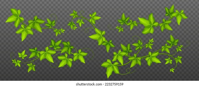 Ivy vines with green leaves, climbing creeper plant, botanical decorative design elements isolated on transparent background. Hedera branch garden decor, floral twigs, Realistic 3d vector illustration