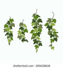 Ivy vines, green leaves of a creeper plant isolated on white background. Vector illustration in flat cartoon style.