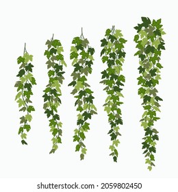 Ivy vines, green leaves of a creeper plant isolated on white background. Vector illustration in flat cartoon style.