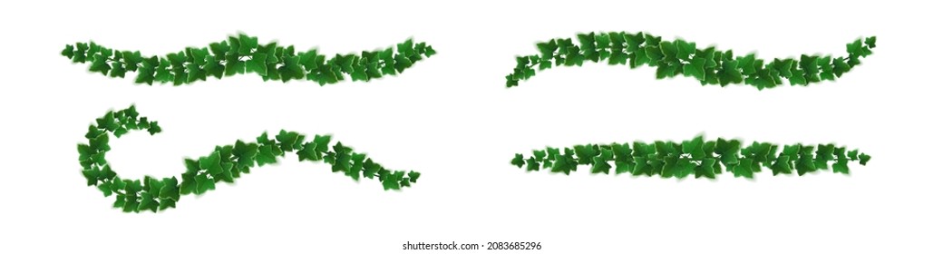 Vinos de marfil con hojas verdes. Bordes horizontales de ramas de lianas con follaje. Conjunto vectorial realista de ramas verdes, plantas de escalada aisladas en fondo blanco