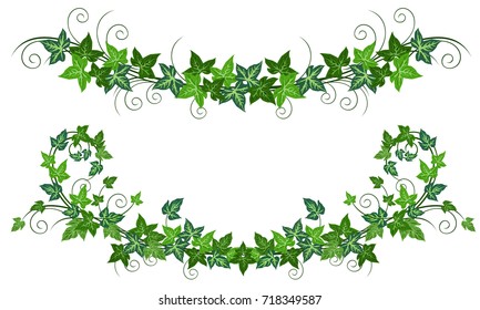 Ivy vines (Hedera helix). Realistic vector illustrations of two ivy vines isolated on white background for floral decorative design.