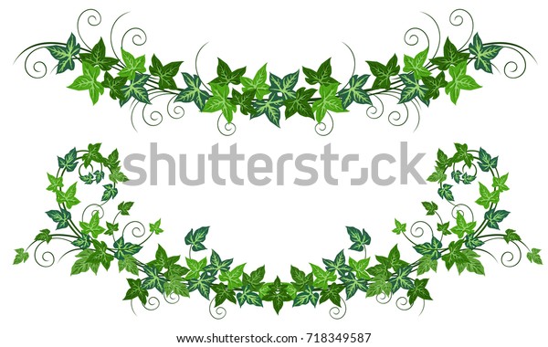 ツタの蔓 ヘデラらせん 白い背景に花柄の装飾デザイン用の2つのつたのリアルなベクターイラスト のベクター画像素材 ロイヤリティフリー
