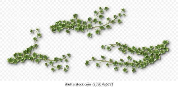 Ivy vines with lush green leaves. Hedera trailing branches isolated on a grey background. Vector illustration.