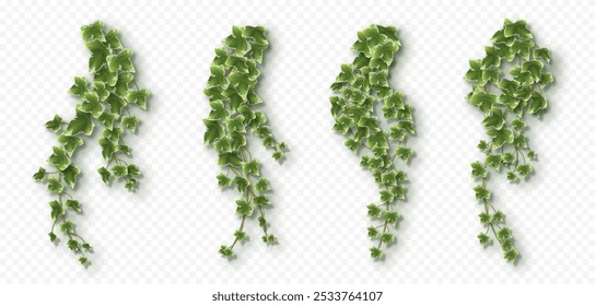 Ivy vines with lush green leaves. Hedera trailing branches isolated on a grey background. Vector illustration.