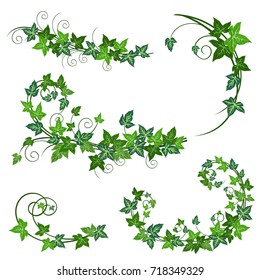 Ivy vines. Realistic vector illustrations of ivy vines isolated on white background for floral decorative design.