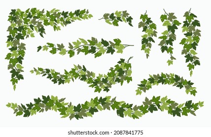 Ivy Vines Set, Various Green Creeper Plant Isolated On White Background. Vector Illustration In Flat Cartoon Style.