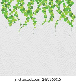 Ivy Vines stretched out on a white wall. Plant, green vector illustration.