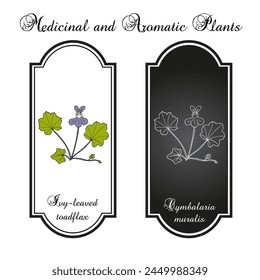 Ivy-leaved toadflax, or Kenilworth ivy (Cymbalaria muralis), edible and medicinal plant. Hand drawn botanical vector illustration