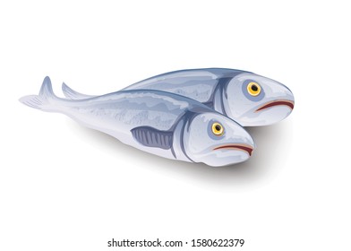 Iwashi Sardine also known as Pacific Sardine, Japanese Sardine or Iwashi Herring fish realistic vector illustration on a white background