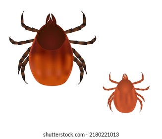 Ixodes tick from upper side, vector, illustration