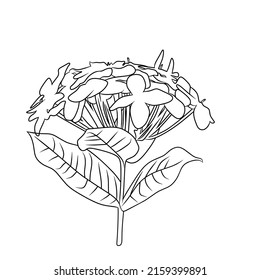 Ixora chinensis line vector with a white background