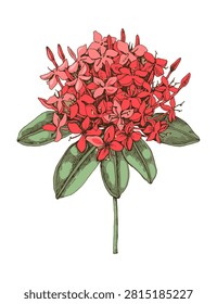 Ixora coccinea or jungle geranium branch